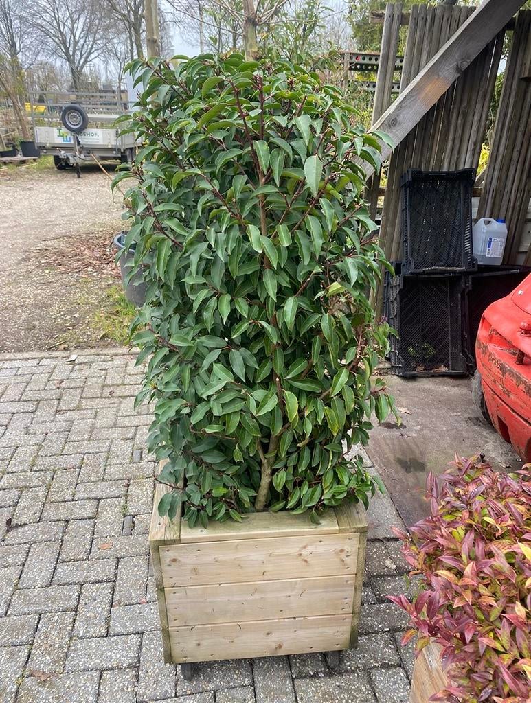 Plantenbakken op maat gemaakt inclusief groen blijvende haag, Ophalen of Verzenden, Zo goed als nieuw, Binnen, 60 cm of meer
