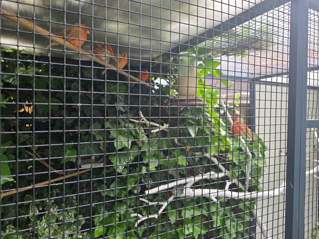 Intensief en schimmel agaat  kanaries, Meerdere dieren, Kleurkanarie