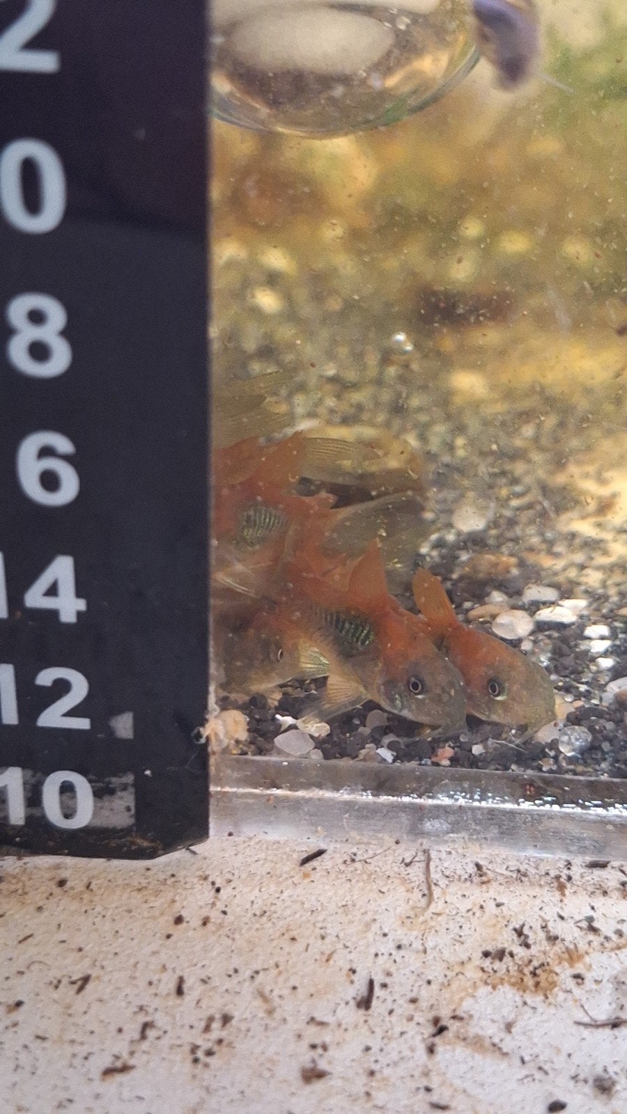 Corydora argentinus 2maanden, Vis