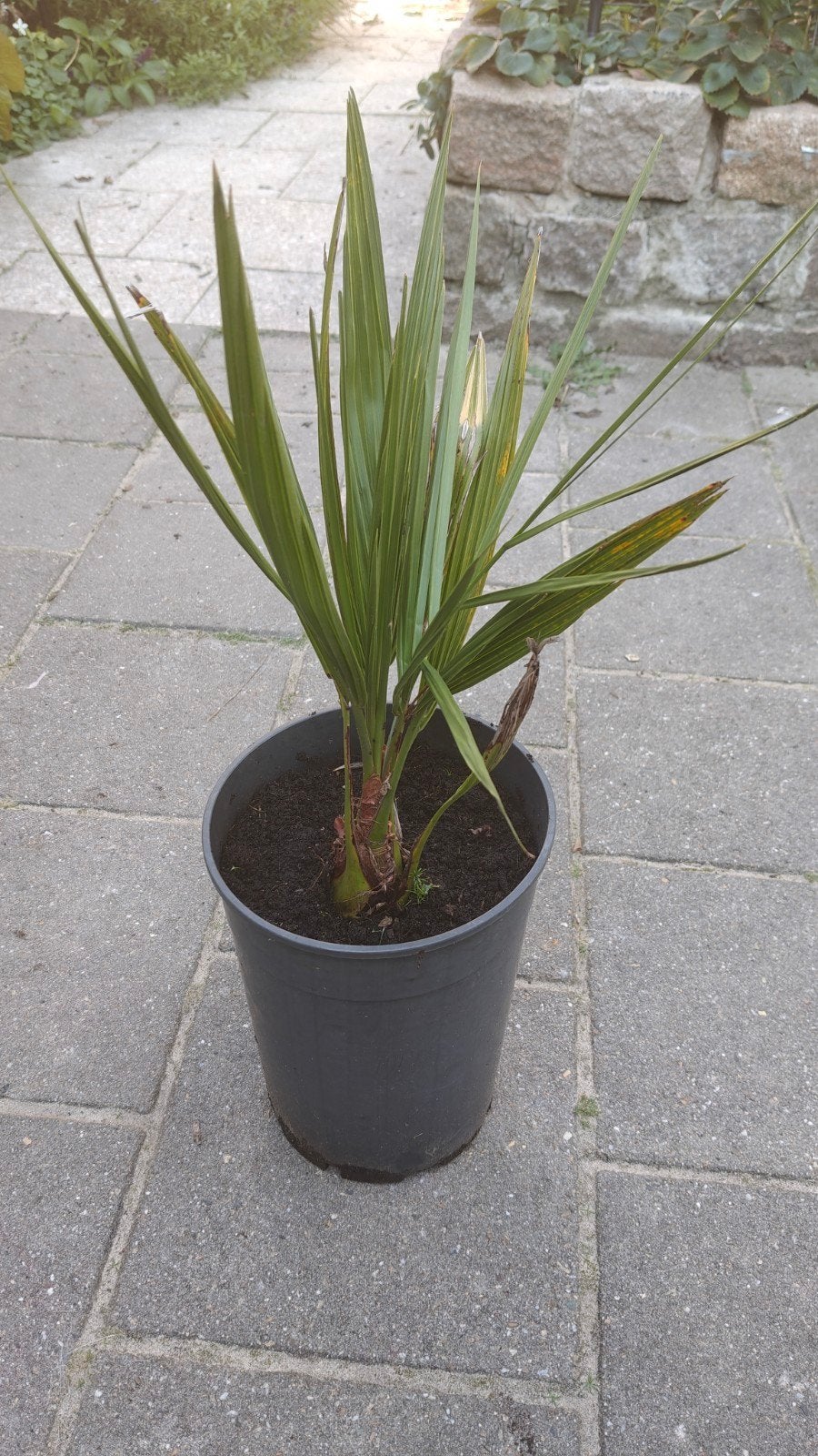 Zaailing Jubaea chilensis te koop, Tuin en Terras, Ophalen, Overige soorten, Volle zon