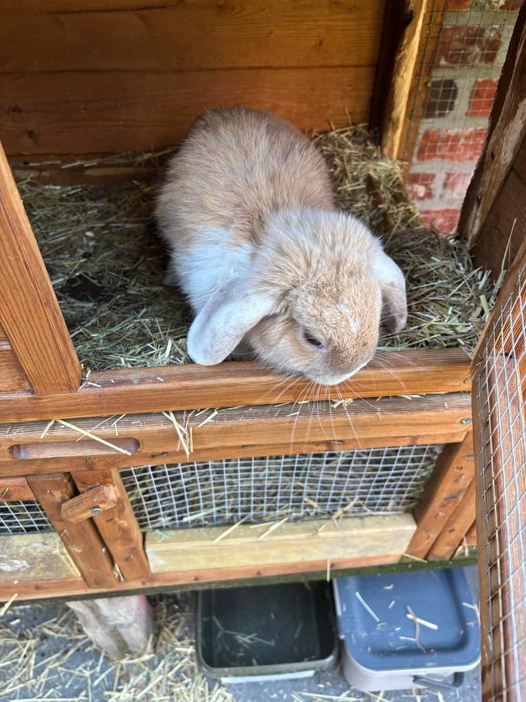 Konijnen met konijnen kot, Meerdere dieren