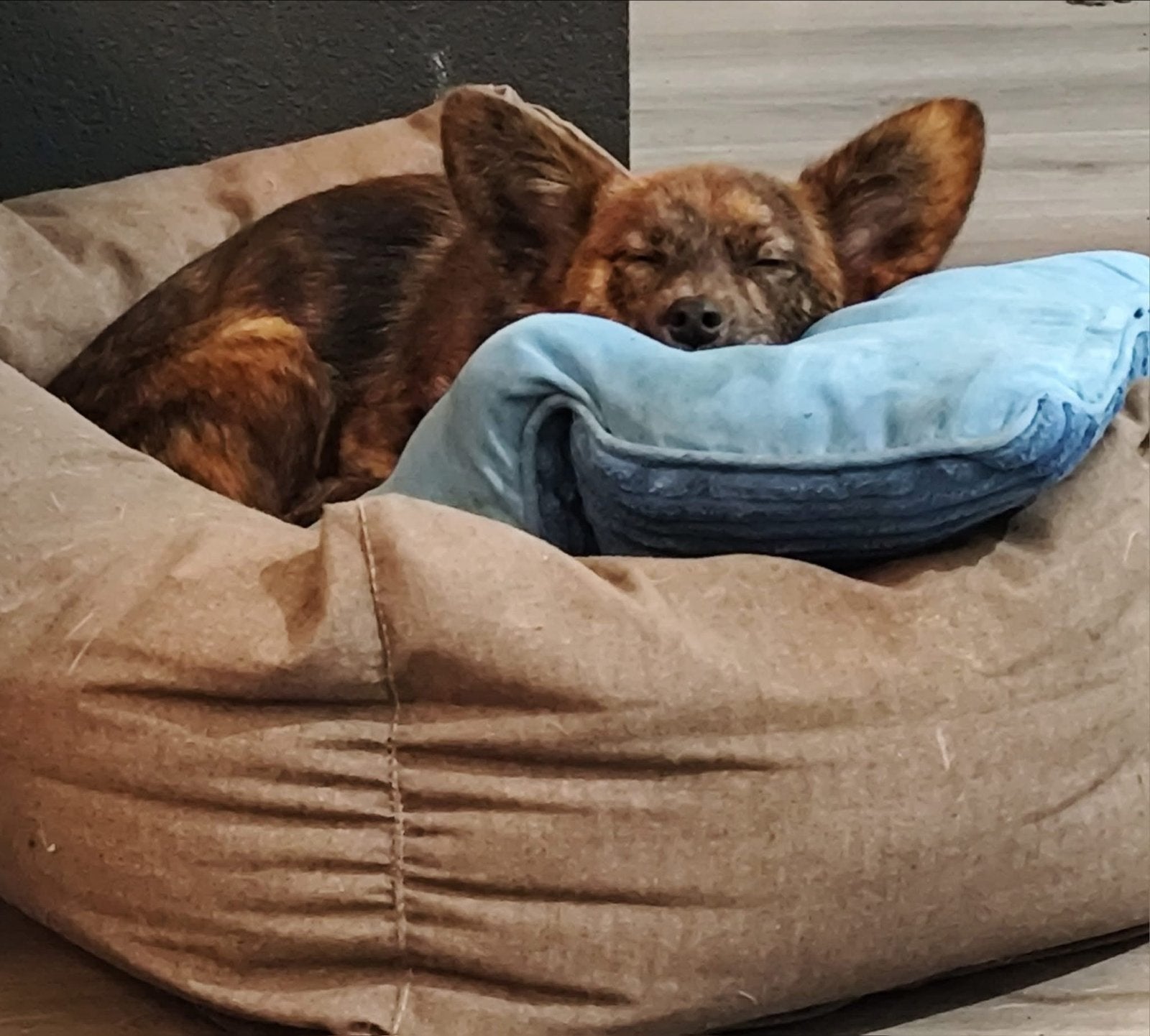 5 sterren huisje gezocht, 1 tot 2 jaar, Parvo, Eén hond, Nederland