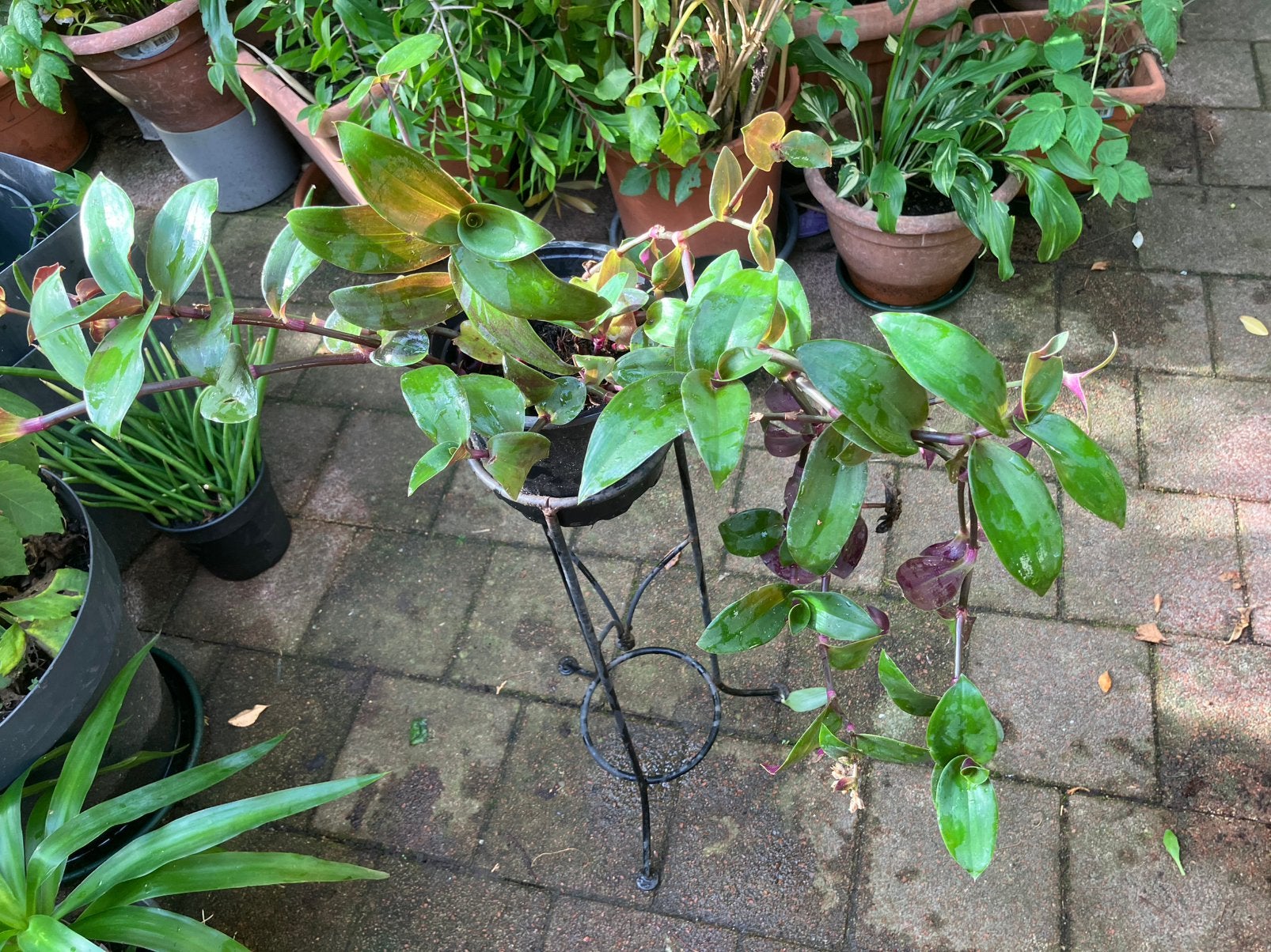 Kamerplant, Ophalen, Halfschaduw, Minder dan 100 cm