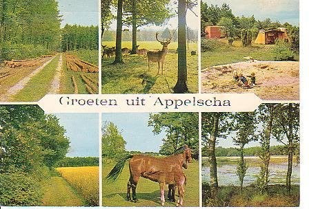 Ansichtkaart 	Appelscha	6-luik	Paarden, Verzenden, 1960 tot 1980, Gelopen, Friesland