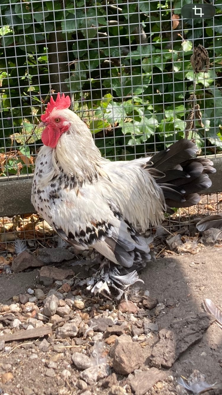 Sabelpootkriel haan, Dieren en Toebehoren, Mannelijk, Kip