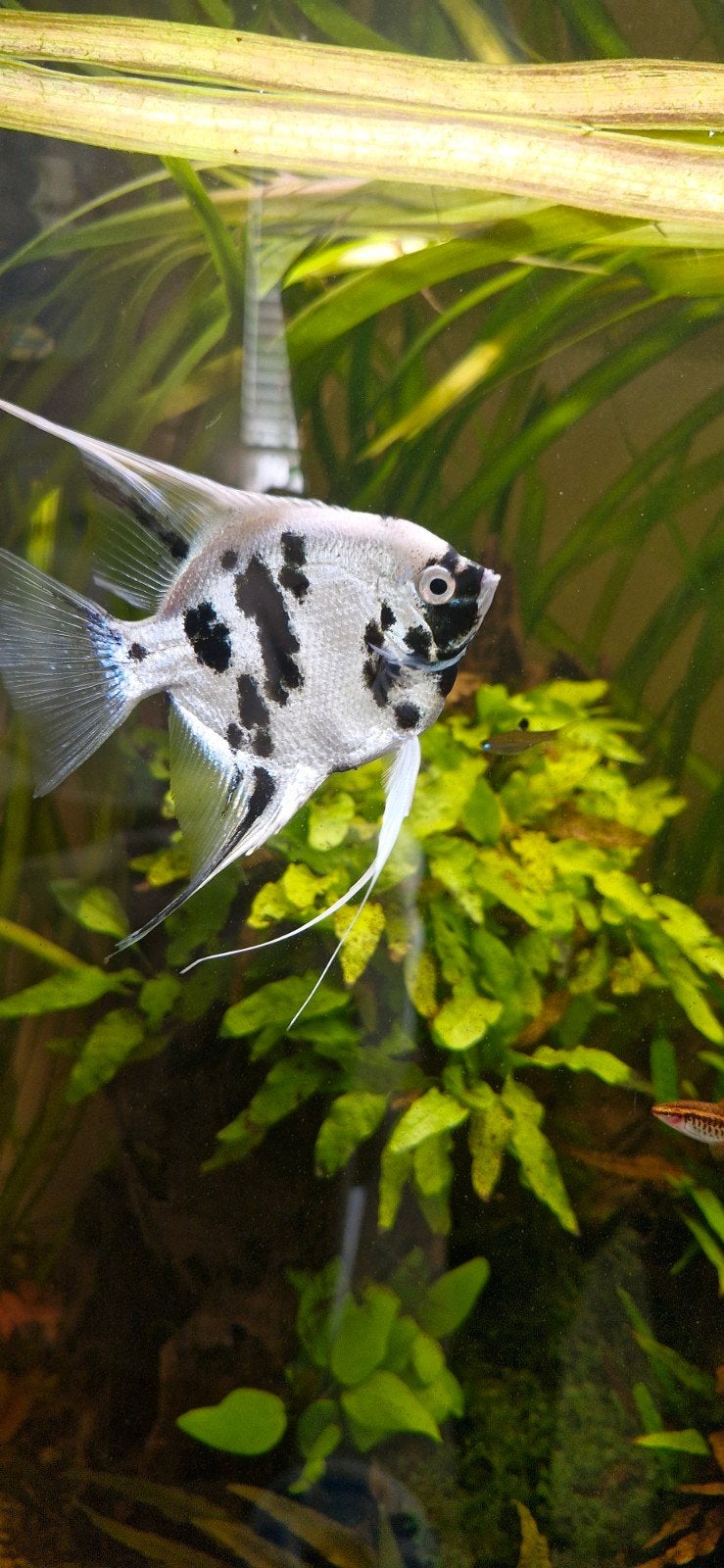 Maanvis, Dieren en Toebehoren, Vis