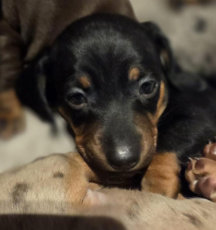 Dwerg teckel pup  Reutje, Parvo, 8 tot 15 weken, Eén hond, Nederland