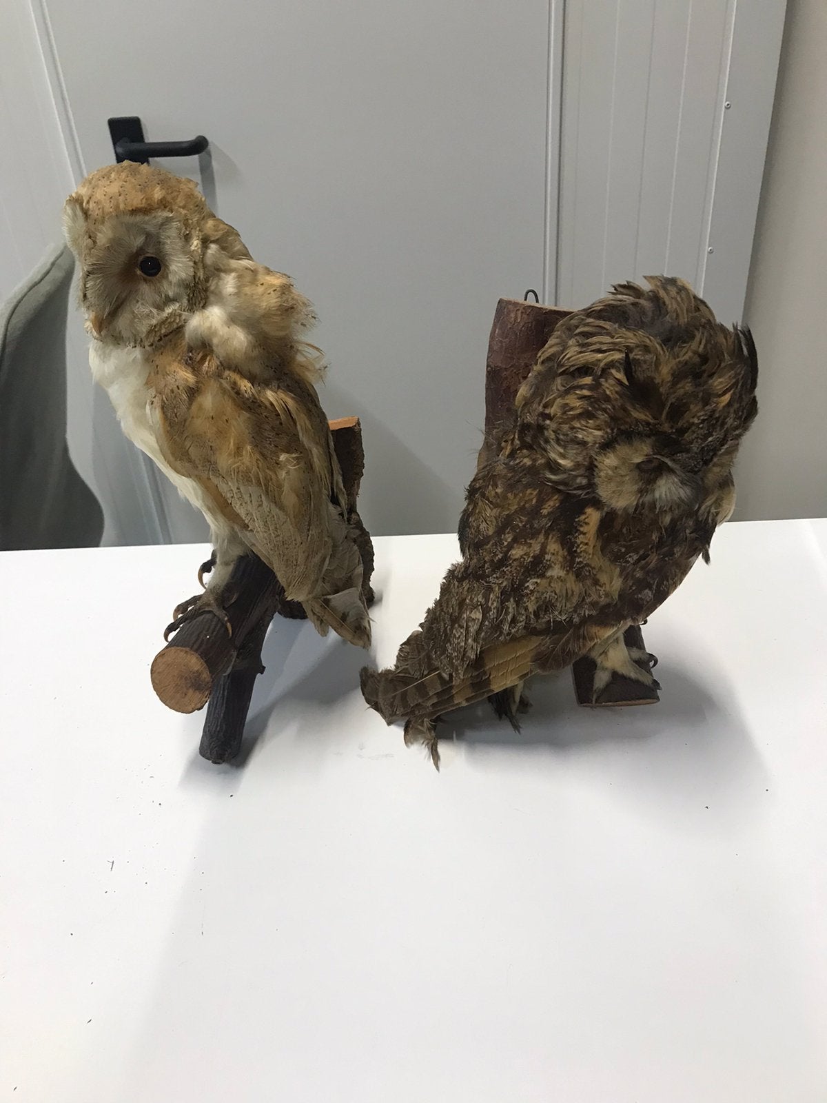 2 opgezette uilen, Ophalen, Gebruikt, Vogel, Opgezet dier