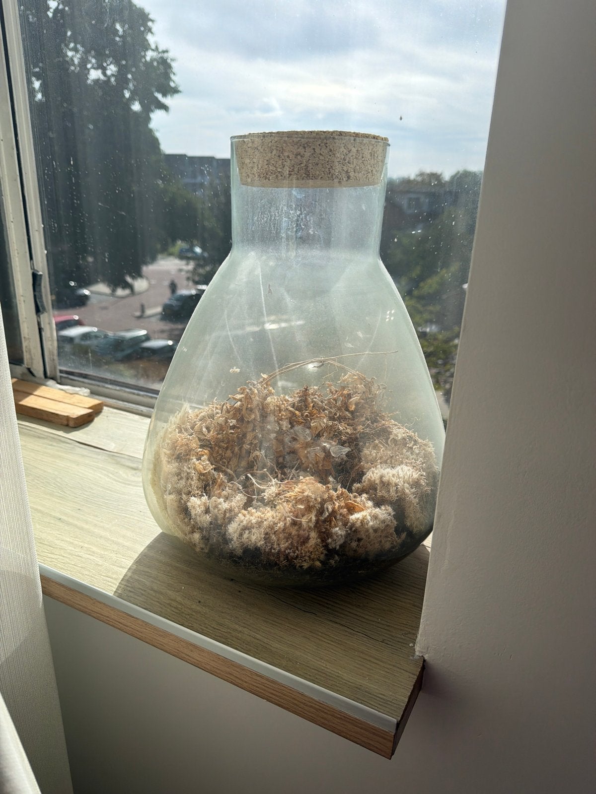 Glazen terrarium met kurken deksel, Ophalen, Gebruikt, Transparant, Met deksel
