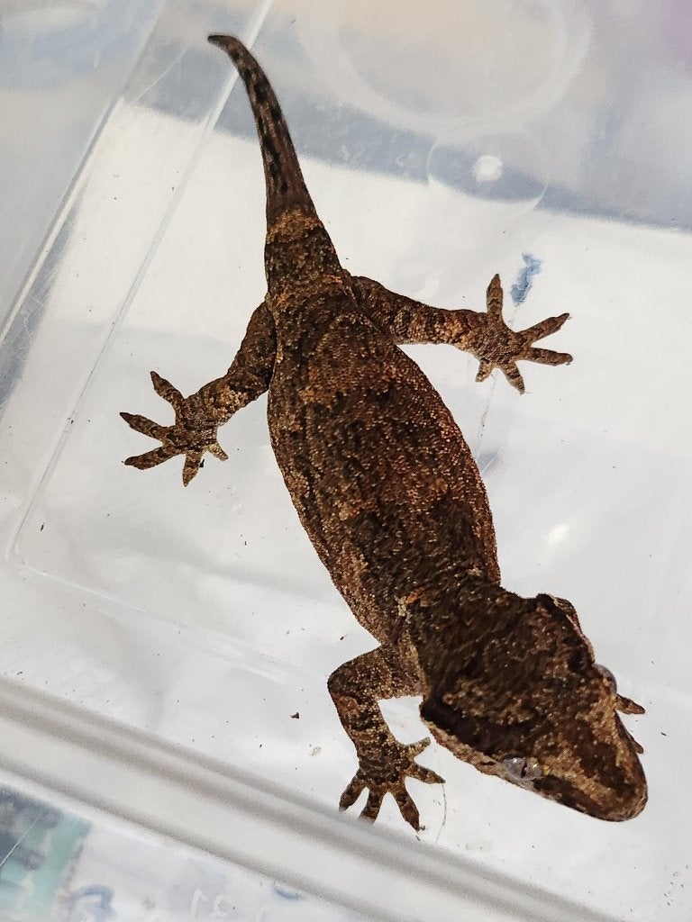 nakweek jonge div gargoyle gekko Leopard Gecko - unknown for sale from l