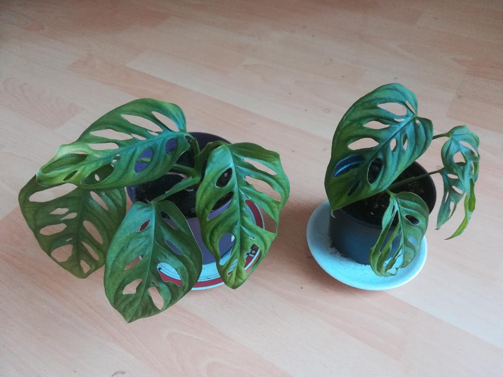 monstera adansonii, Huis en Inrichting, Kamerplanten, Ophalen, Overige soorten, Halfschaduw, Minder dan 100 cm