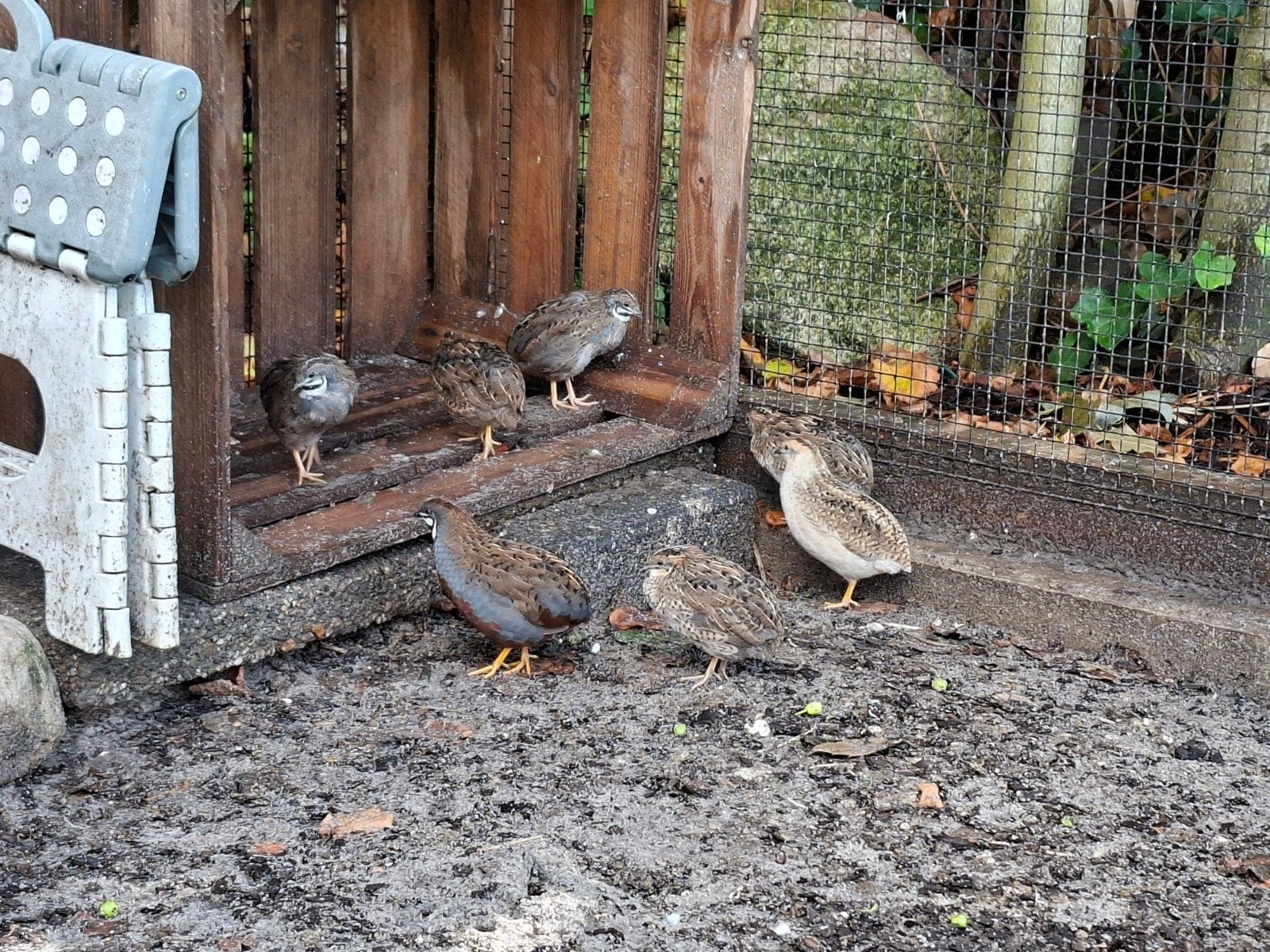 Kwartels natuurbroed, Dieren en Toebehoren, Pluimvee, Meerdere dieren, Overige soorten