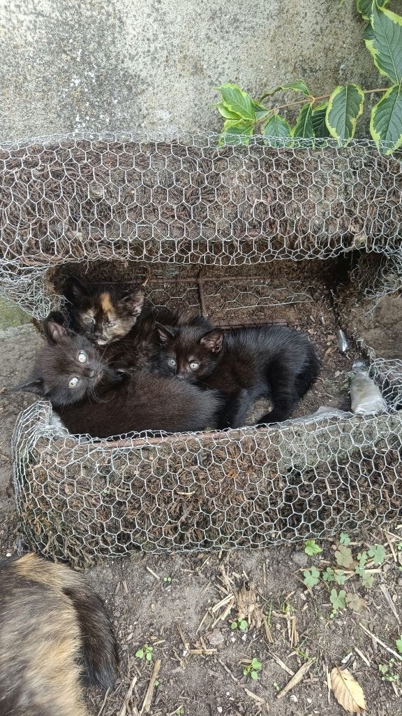 Kittens, Poes, 0 tot 2 jaar
