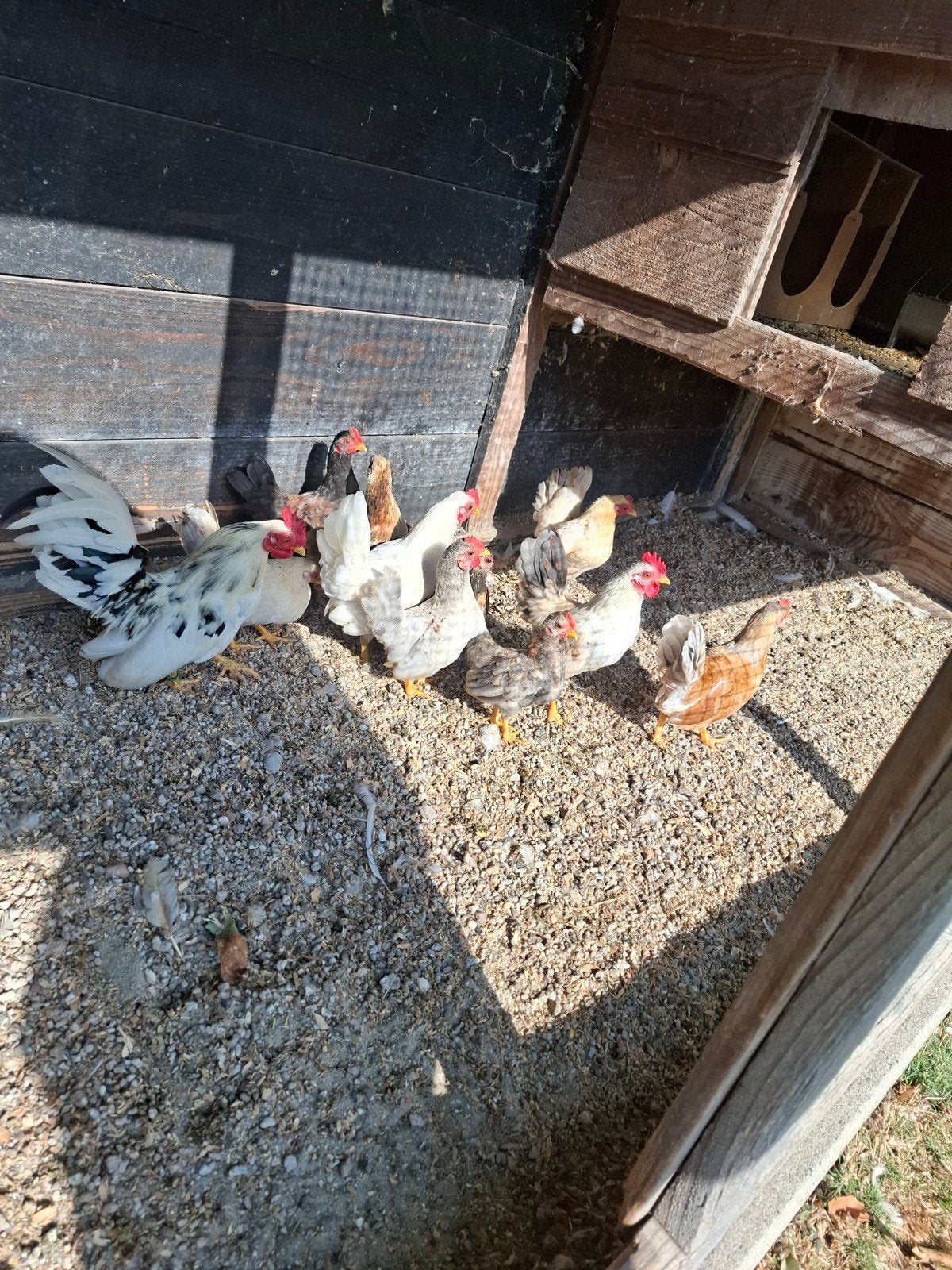 7 kleine serama kuikens, Dieren en Toebehoren, Pluimvee, Kip