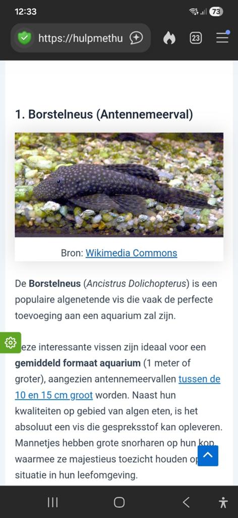 Algetende borstel meerval., Ophalen