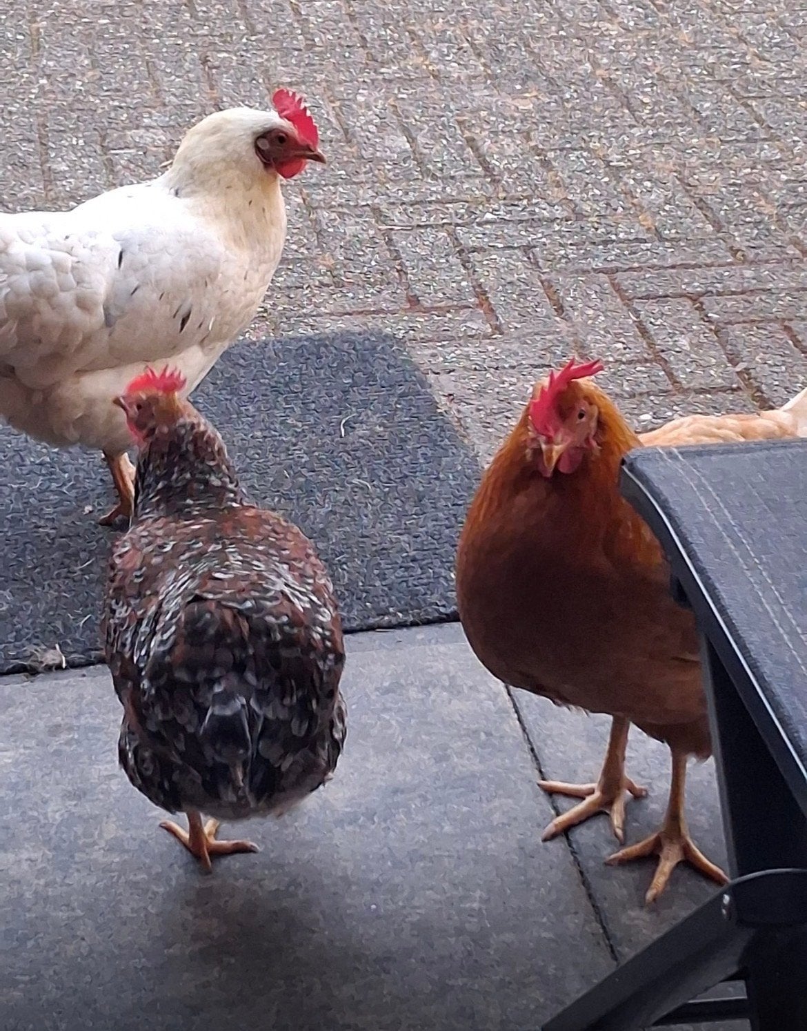 Gratis scharrel kippen 4 stuks, Dieren en Toebehoren, Vrouwelijk, Kip