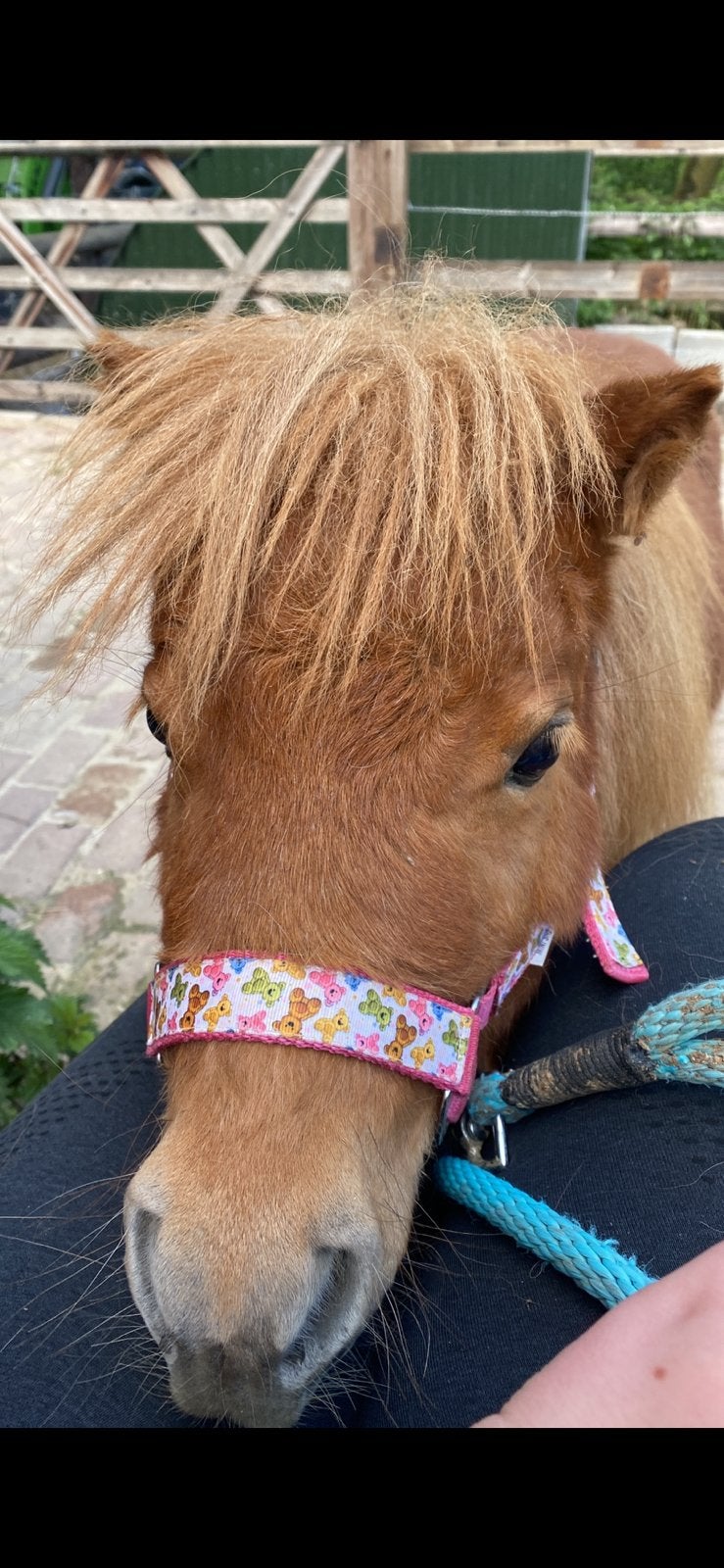 Lieve NSPS shetlander jaarling merrie, Merrie, A pony (tot 1.17m)