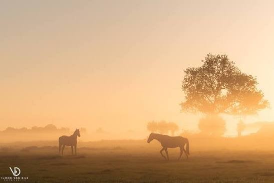 Gezocht stalling voor brave ruin koudbloed, Dieren en Toebehoren, Stalling en Weidegang, Stalling