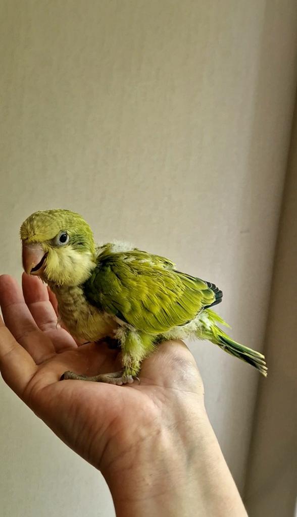 Jonge muisparkieten in diverse kleuren, Meerdere dieren, Parkiet, Pratend