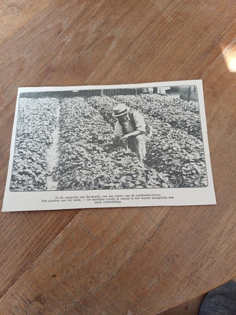 Knipsel Beverwijk aardbeiencultuur 1923, Ophalen of Verzenden, 1920 tot 1940, Knipsel(s)