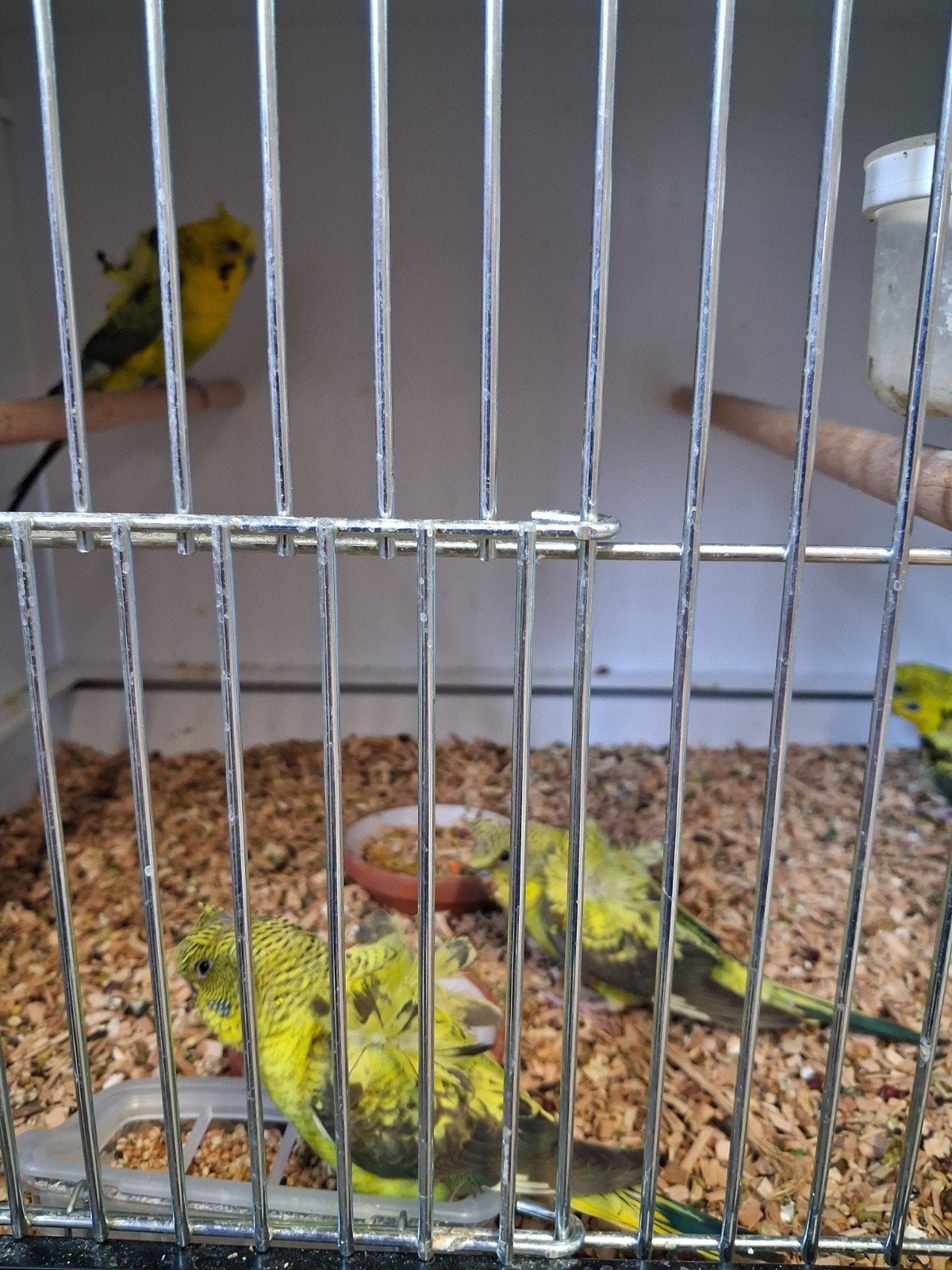 Te koop hagoromo black wing., Dieren en Toebehoren, Vogels | Parkieten en Papegaaien, Meerdere dieren, Parkiet, Geringd