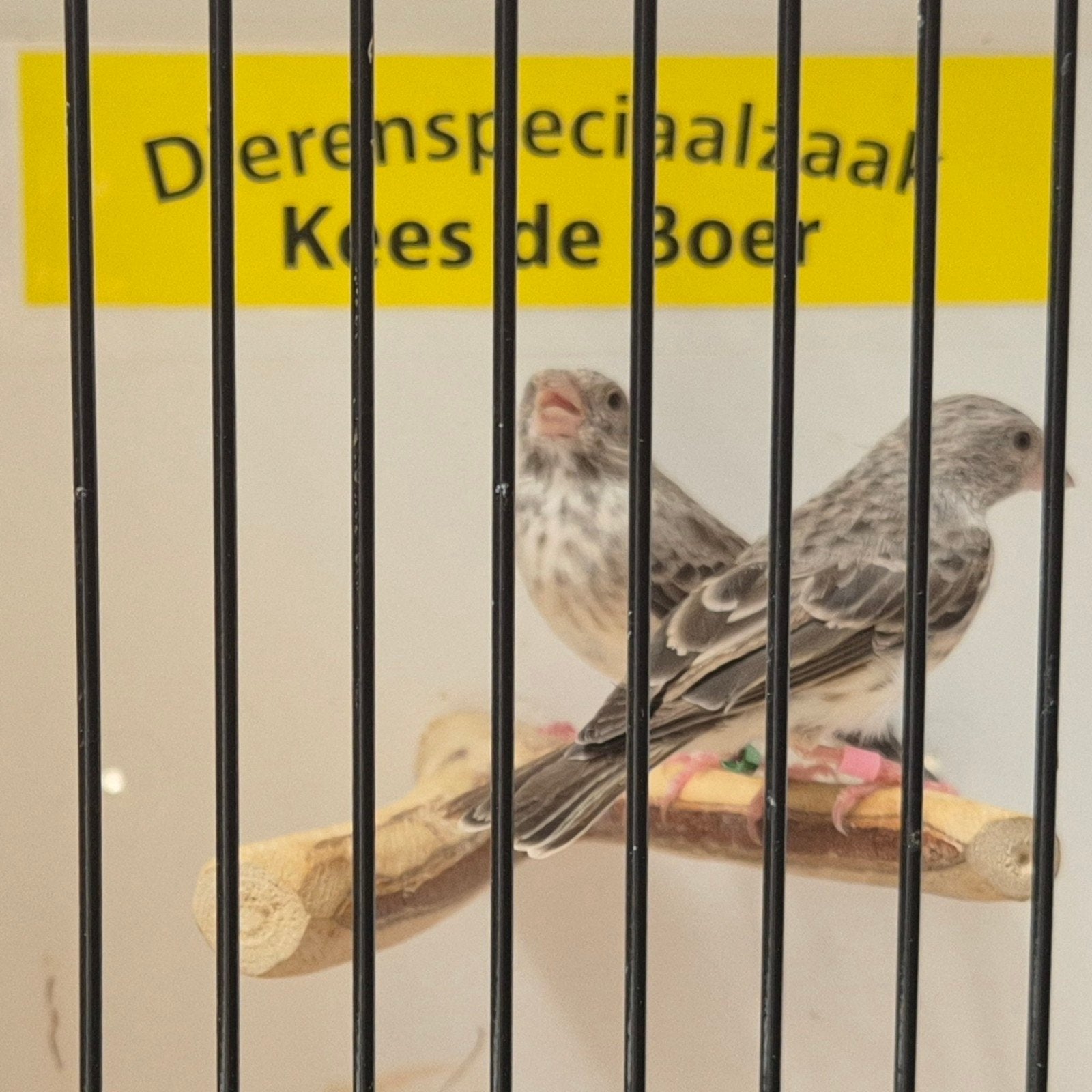 Koppeltje edelzangers, Meerdere dieren, Geringd
