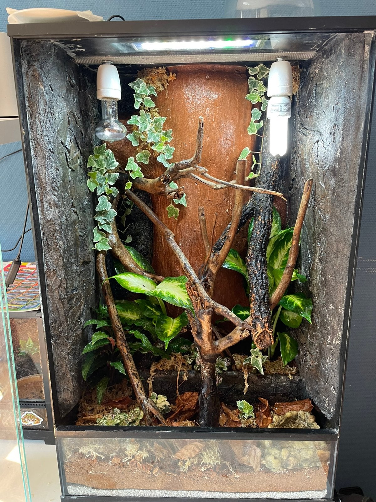 Terrarium 80x50x40 volledig ingericht!!, Dieren en Toebehoren, Reptielen en Amfibieën | Toebehoren, Gebruikt, Terrarium of Paludarium