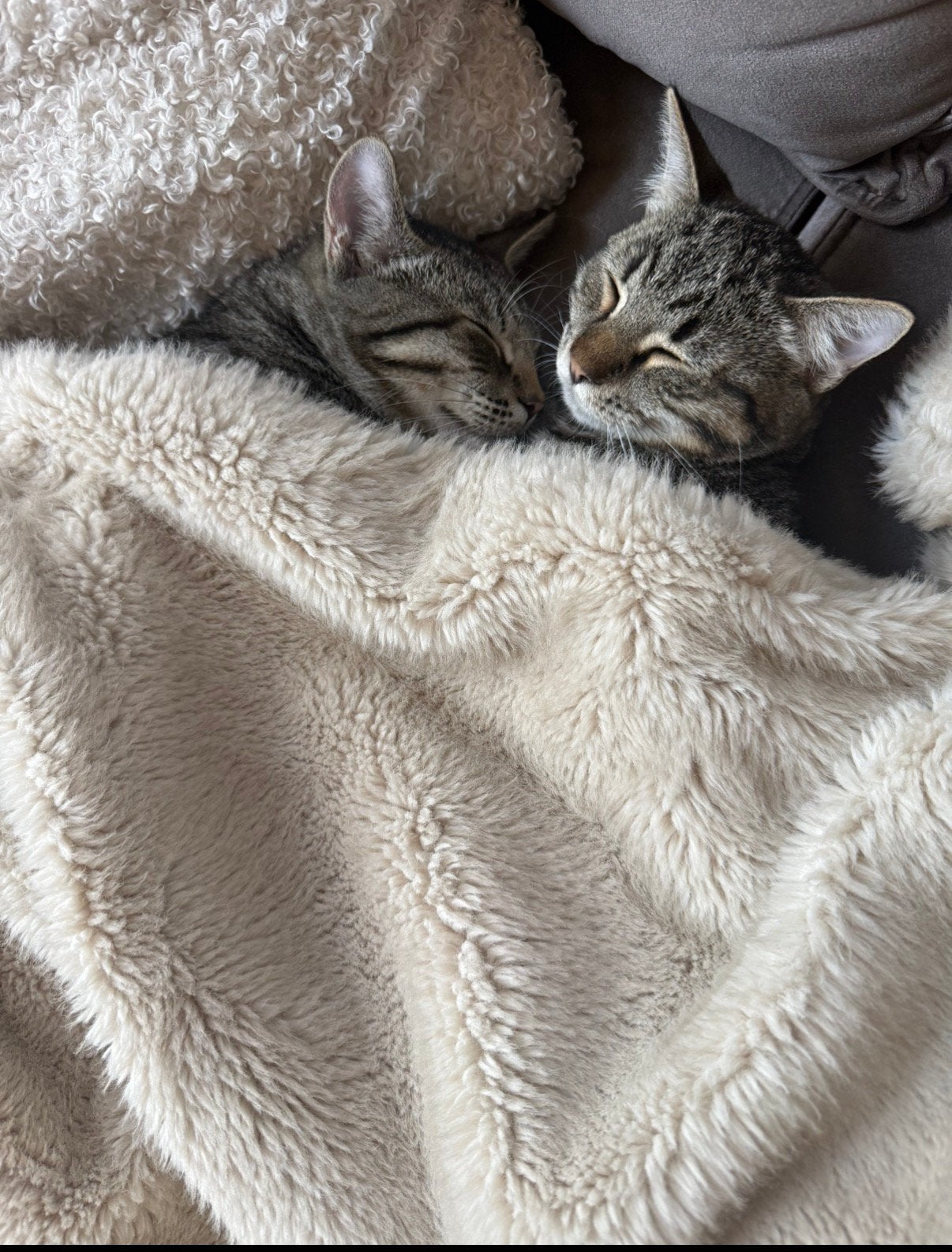 2 kittens 5 maanden oud, Dieren en Toebehoren