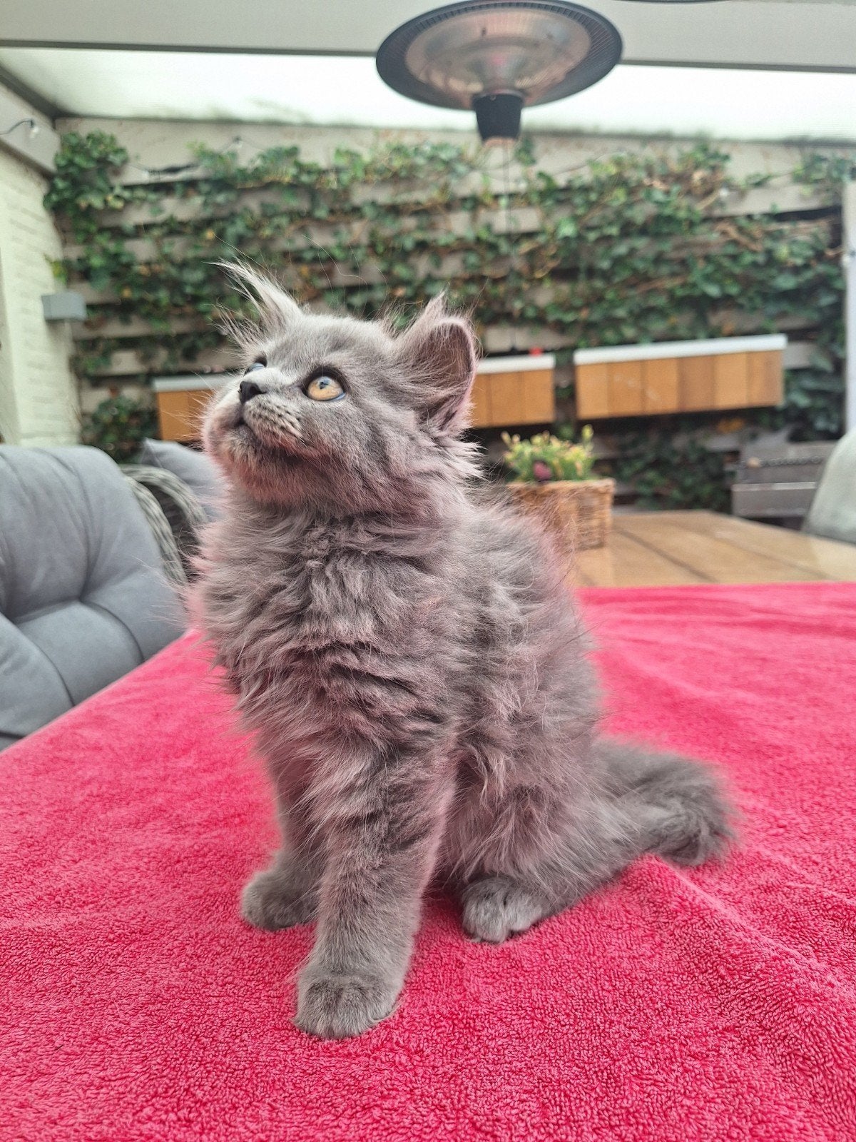 Britse langhaar kitten, Poes, Ontwormd