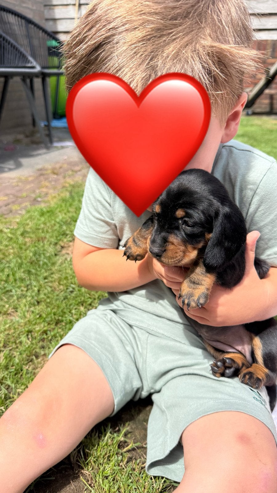 Teckel pups | black and tan | bruin | standaard teckel
