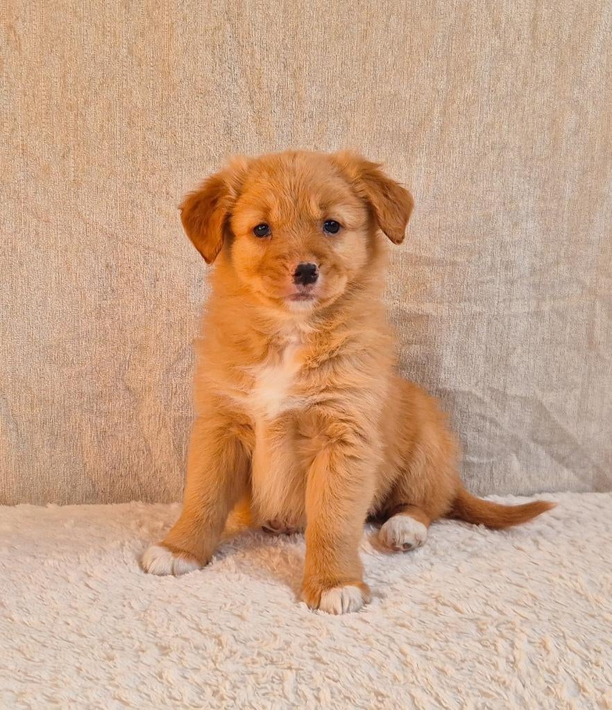 Super lief enthousiast toller teefje zoekt een nieuw thuis, Dieren en Toebehoren, Honden | Retrievers, Spaniëls en Waterhonden