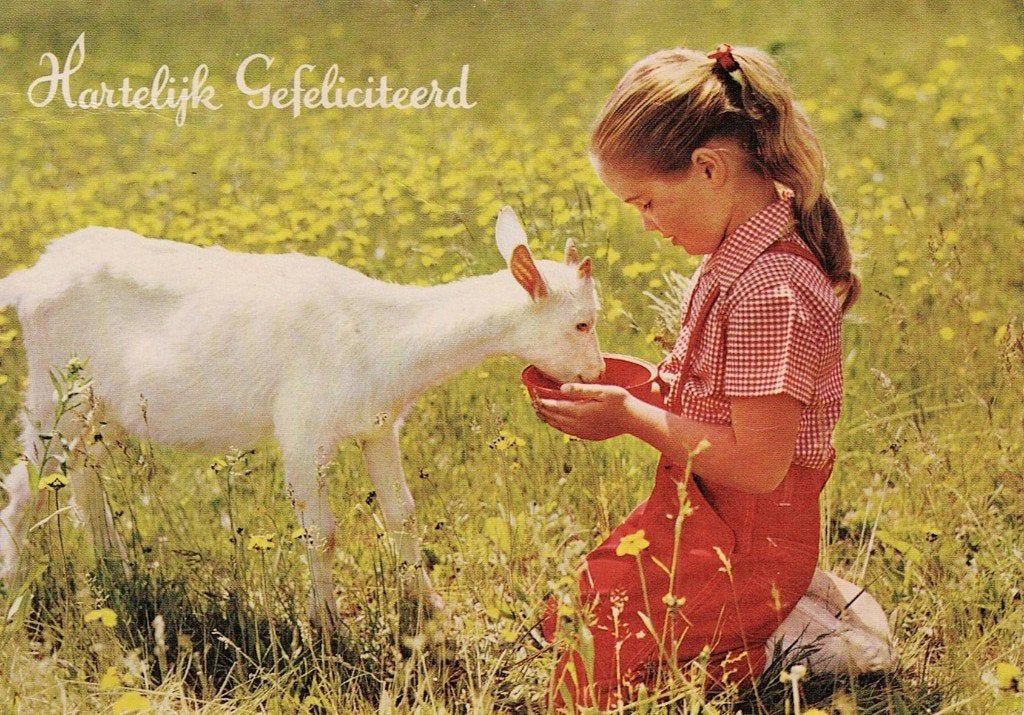 Meisje geeft geitje wat melk 523, Verzamelen, Ophalen of Verzenden, 1960 tot 1980, Gelopen, Overige soorten