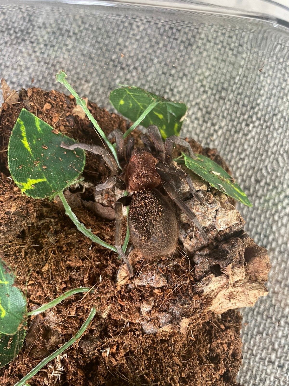 Bumba horrida vogelspin, Spin of Schorpioen