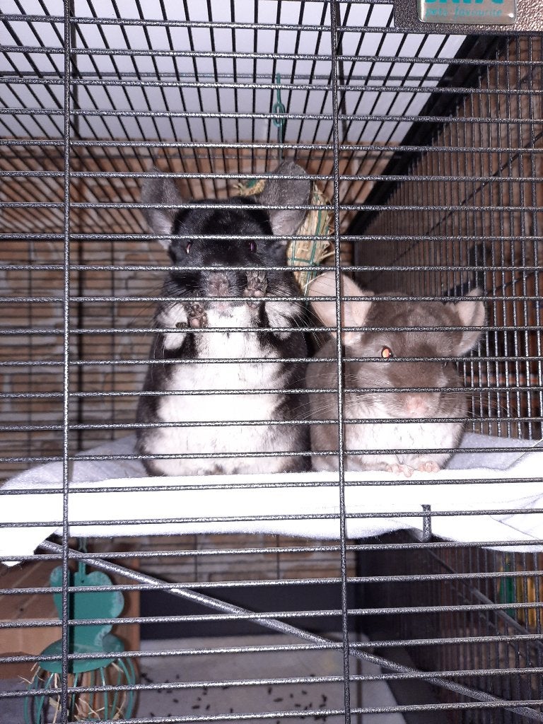 2 chinchilla's met kooi en uitzet, Dieren en Toebehoren, Chinchilla, November, Meerdere dieren, Tam