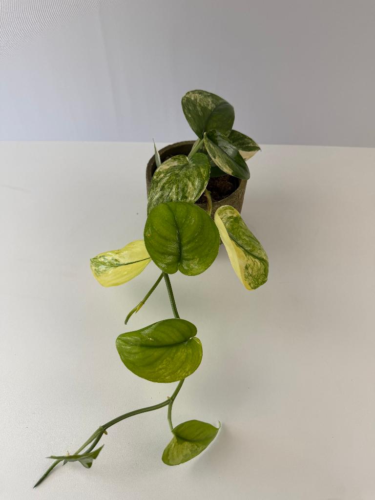 Scindapsus Jade Satin Var. p 12, Ophalen of Verzenden, Halfschaduw, Minder dan 100 cm