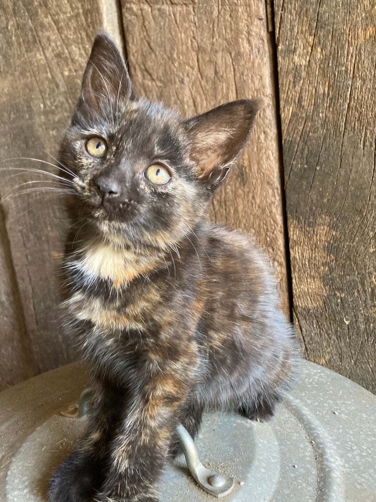 Lapjes kitten (schildpad) €100 en zwart-wit €30, Dieren en Toebehoren, Meerdere dieren