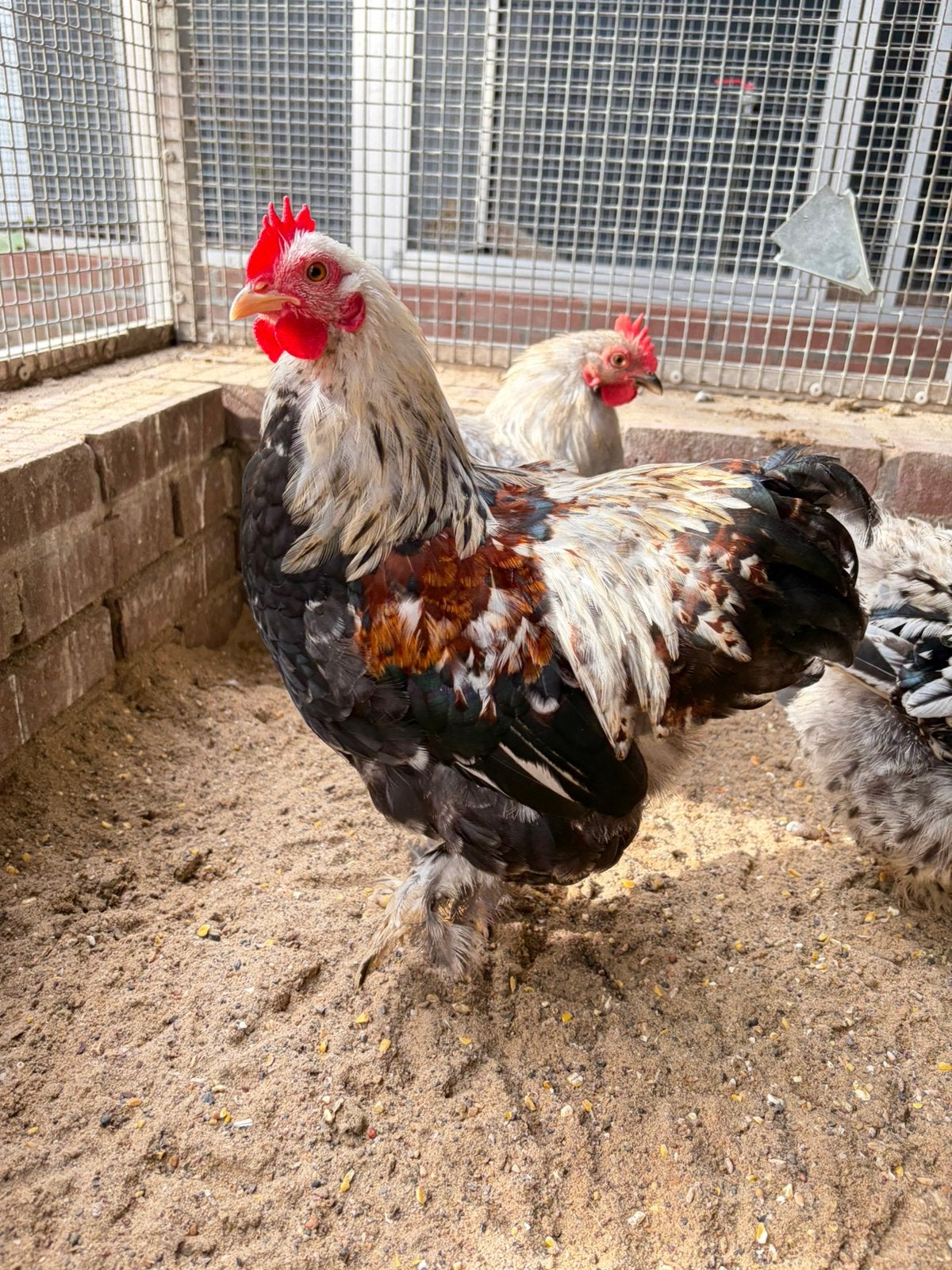 Mylo, tam cochin kriel kuiken, Dieren en Toebehoren, Mannelijk, Kip