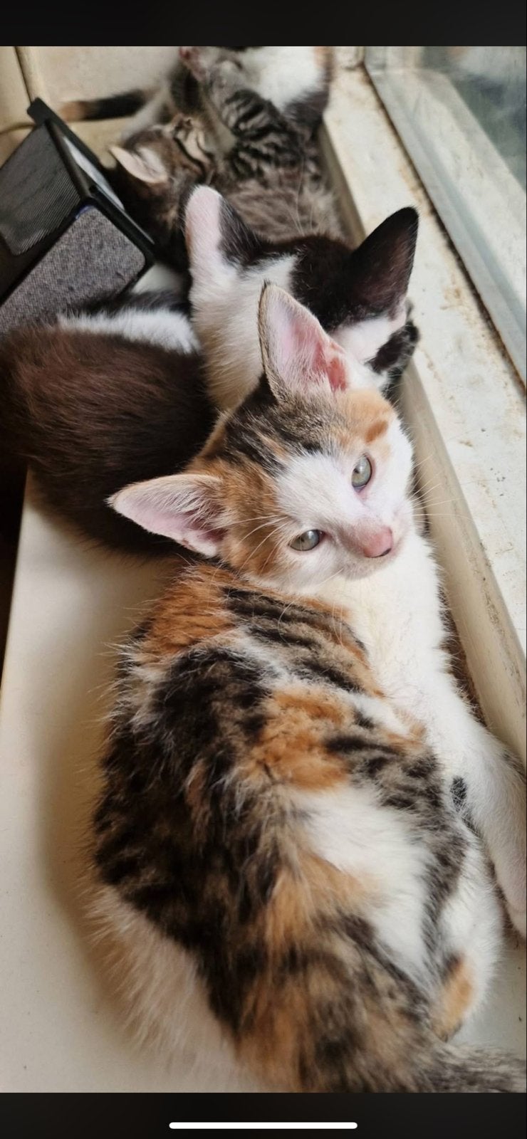 Kittens, Dieren en Toebehoren, Ophalen of Verzenden, Nieuw