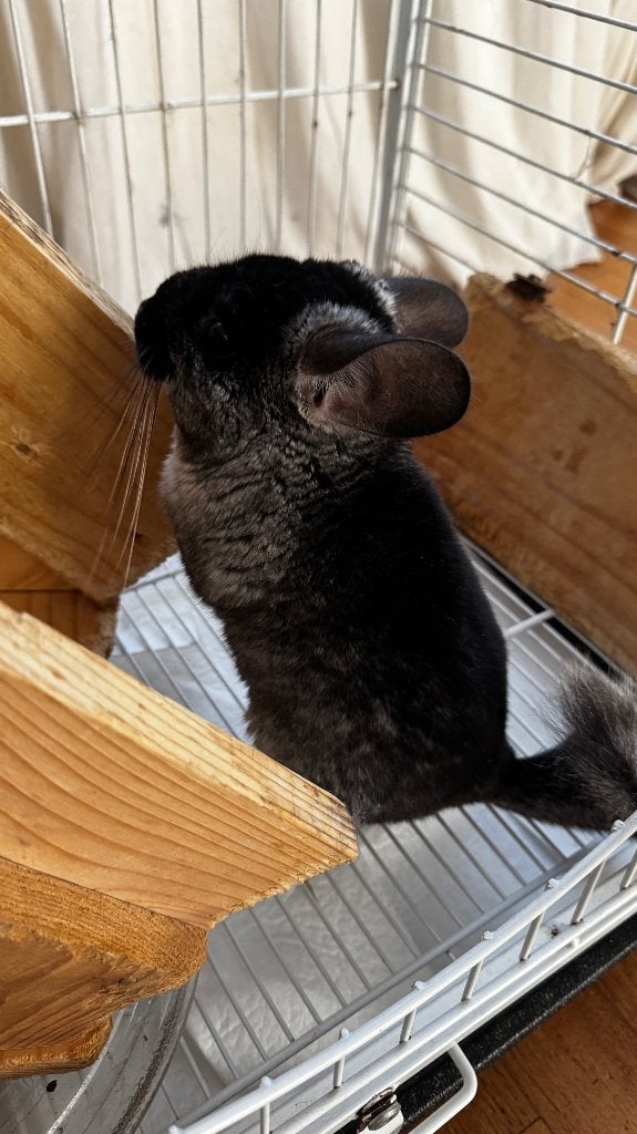Liefe Chinchilla, Oktober, Vrouwelijk, Chinchilla