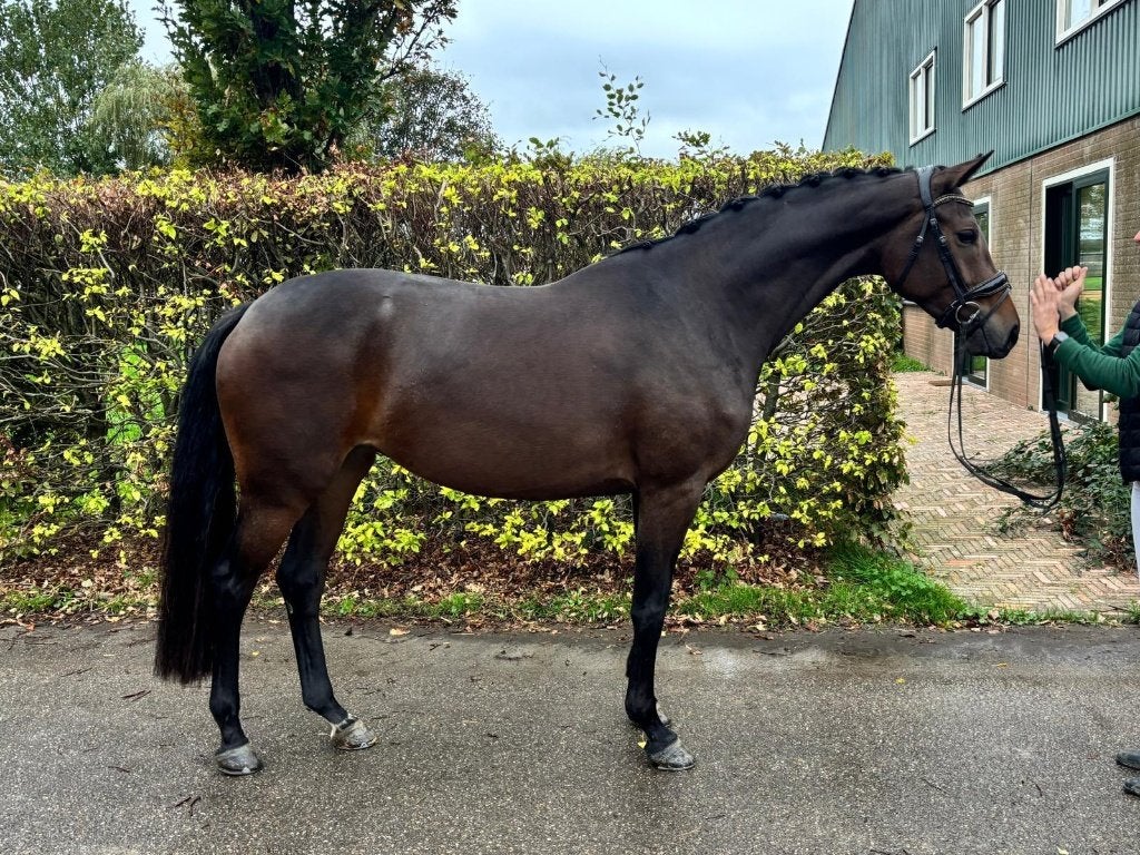 4 jarige zeer talentvolle merrie Dutch Dream x Bon Bravour!, Merrie, 175 cm of meer, Met stamboom, Dressuurpaard