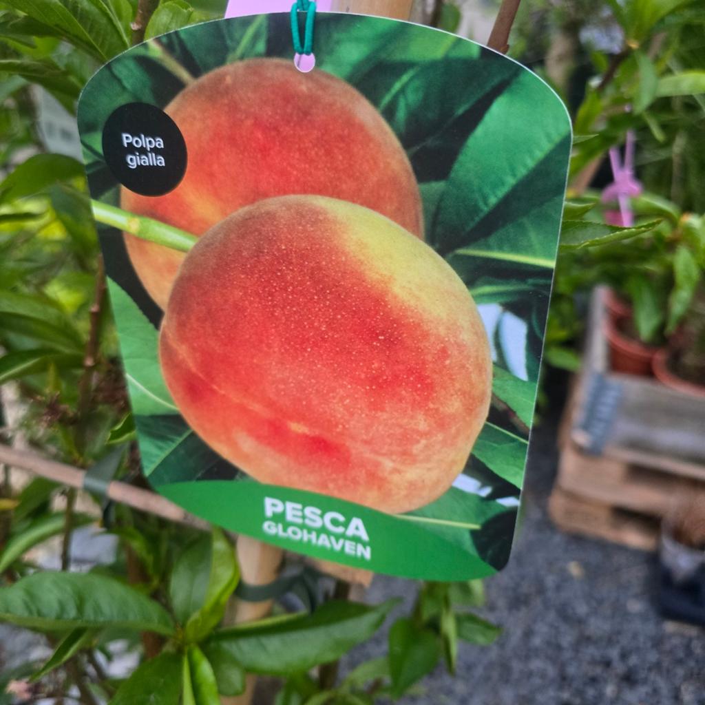 Prachtige Perzikboom op Leirek – Gezond & Direct klaar voor, Ophalen, Appelboom, Lente
