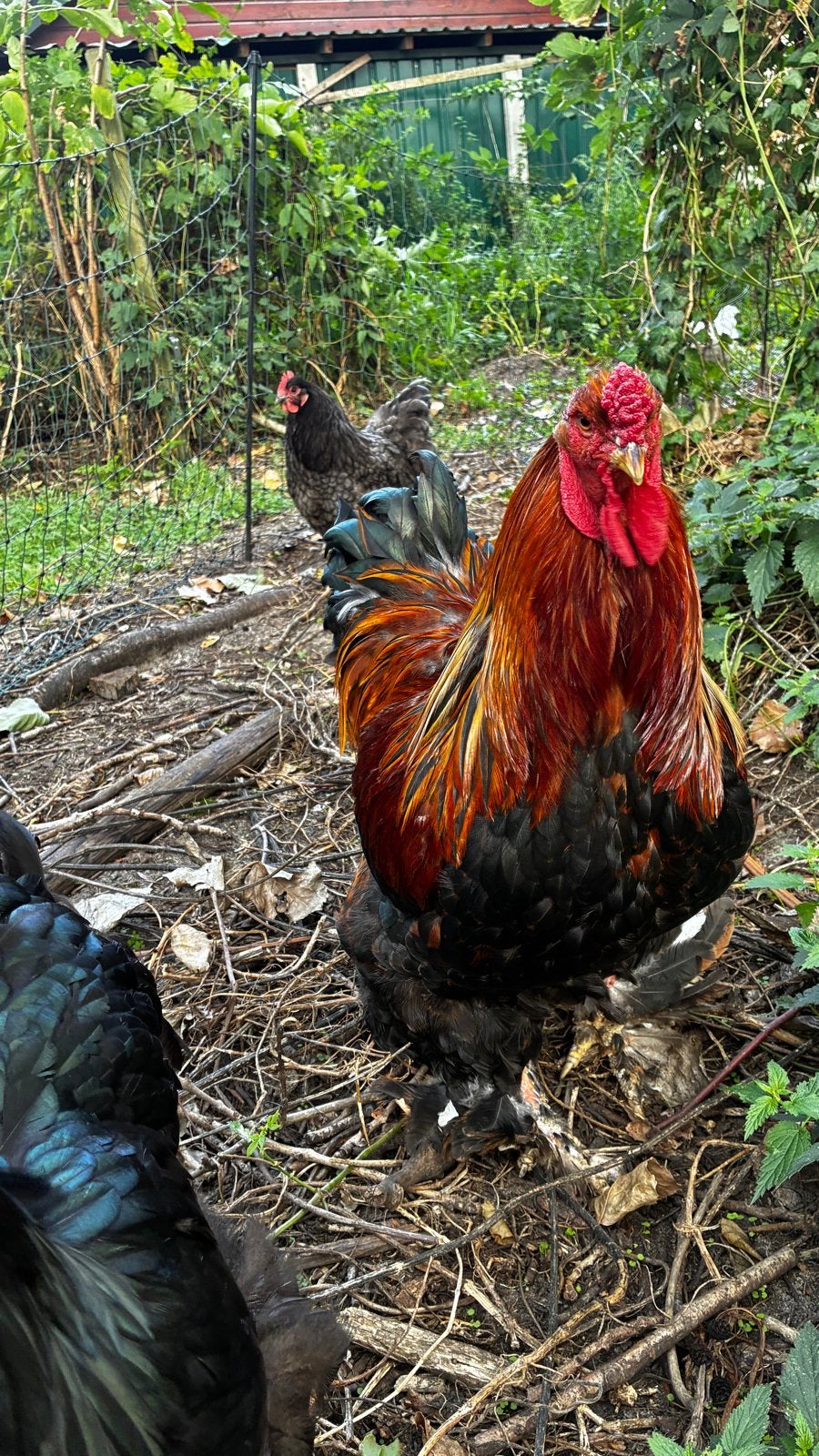 Koppel kippen, Dieren en Toebehoren, Meerdere dieren, Kip