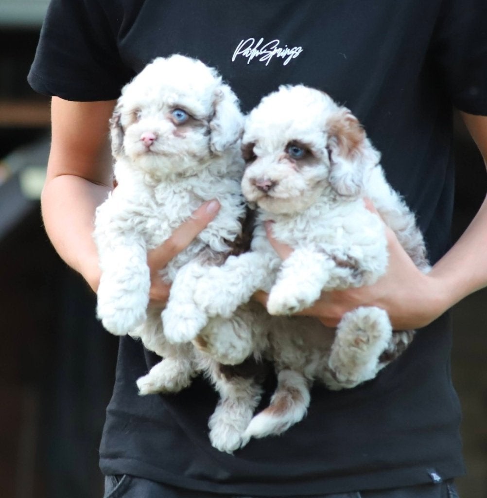 Cockapoo F1b Panda kleur ​met blauwe ogenn, Fokker | Hobbymatig, 8 tot 15 weken, Buitenland, Meerdere