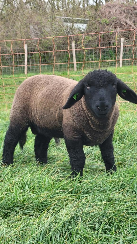 Suffolk stamboek ramlammeren, Dieren en Toebehoren, Schapen, Geiten en Varkens, Meerdere dieren, Geit