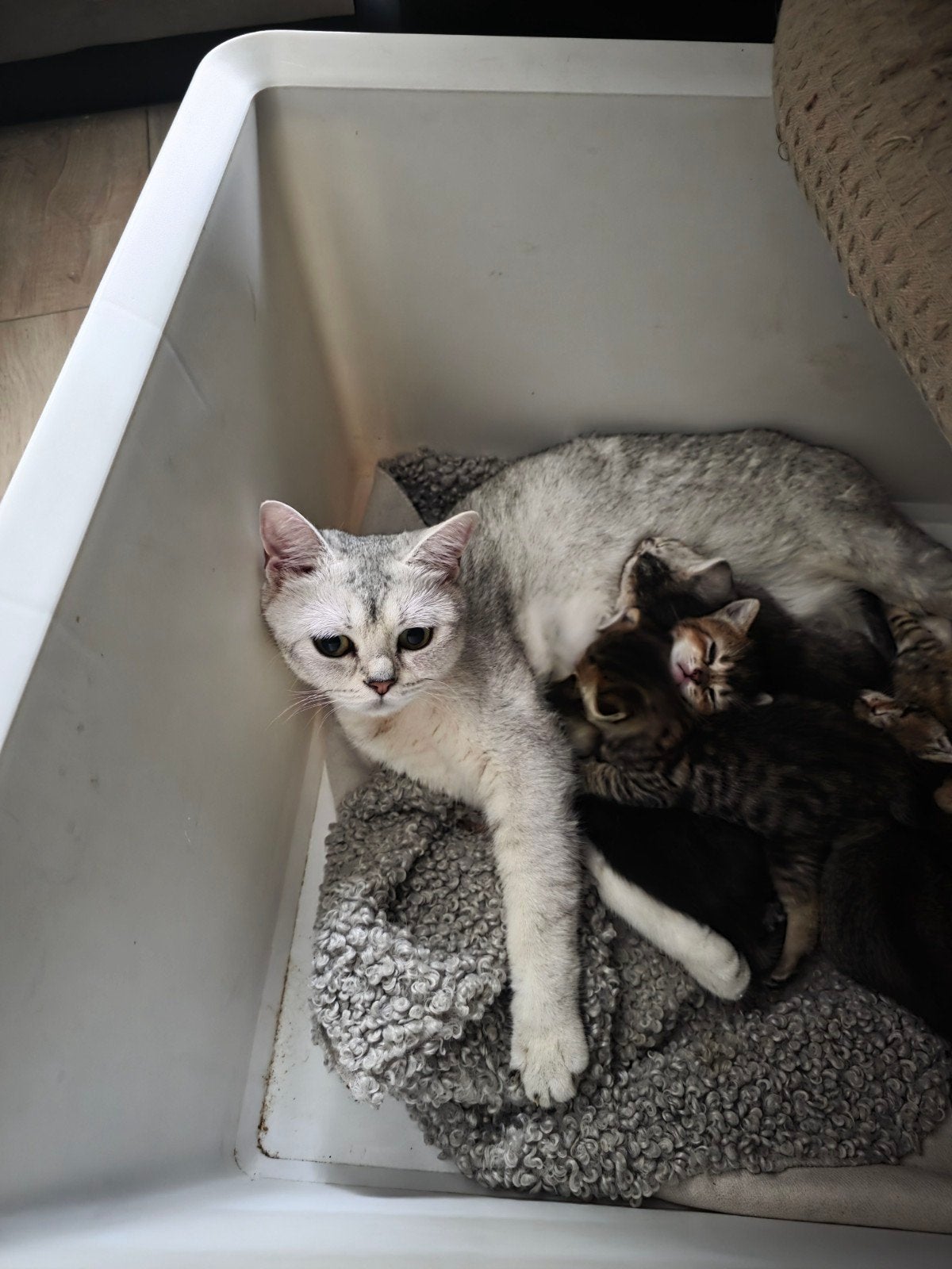 Britse kortharig kittens, Dieren en Toebehoren, Katten en Kittens | Raskatten | Korthaar, Meerdere dieren