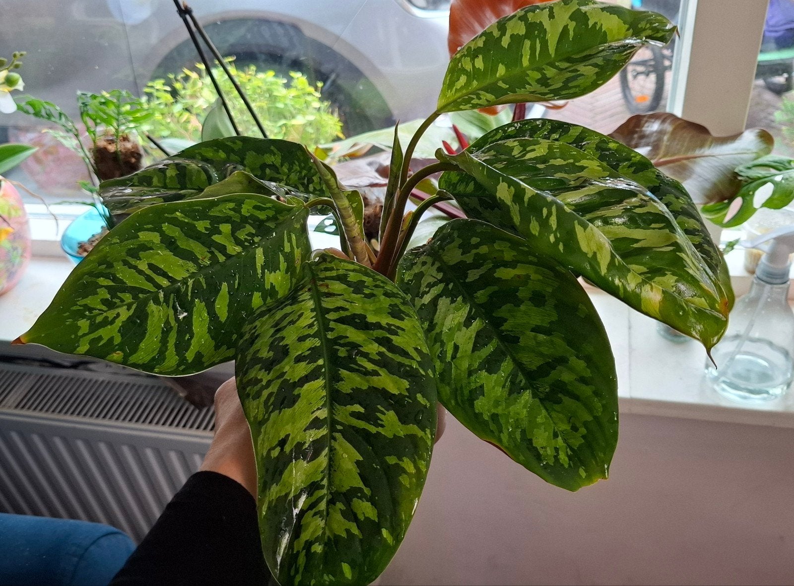 Homalomena Camouflage - 2 in 1 pot, Huis en Inrichting, Ophalen of Verzenden, Halfschaduw, Minder dan 100 cm