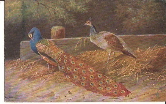 PAUWEN  HAAN  EN HEN stempel 1962  zegel  nr  684, Verzenden, 1940 tot 1960, Gelopen, Vogel
