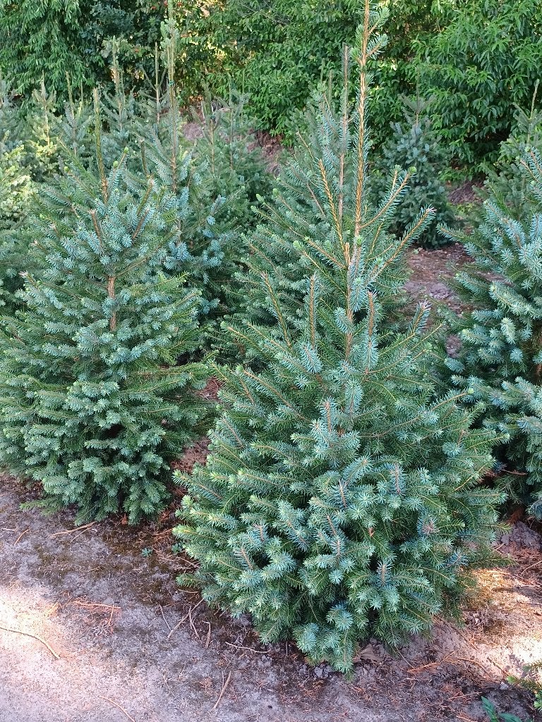 Kerstbomen te koop Picea Omorika 125/150, Tuin en Terras, Planten | Bomen, Bloeit niet, Overige soorten, 100 tot 250 cm, Ophalen
