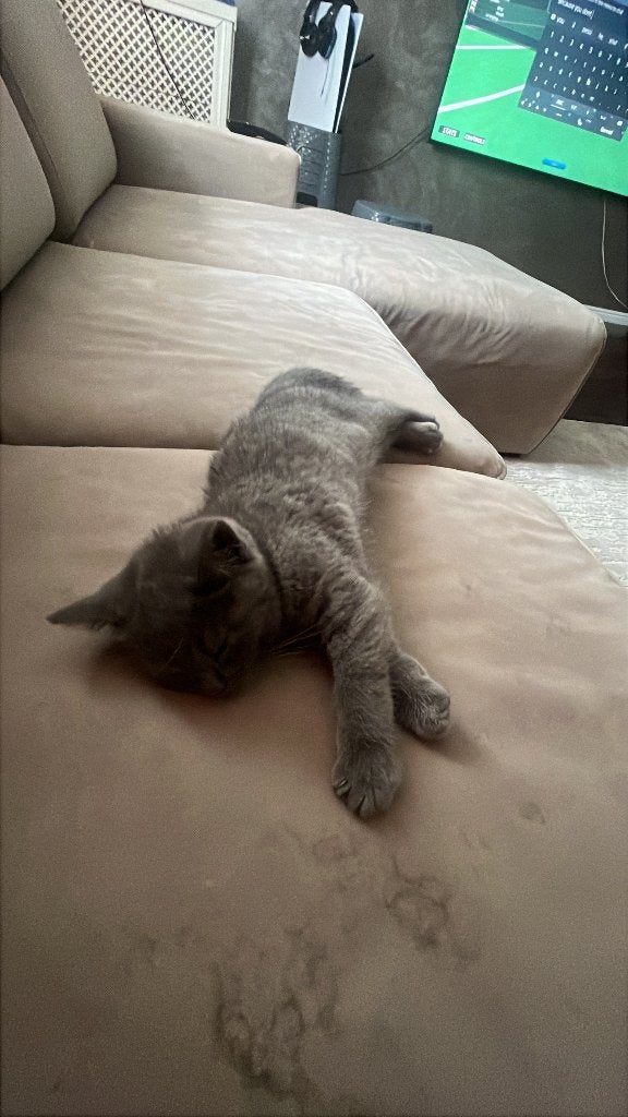 Britse korthaar grijs 6 maanden, Poes, Ontwormd, 0 tot 2 jaar
