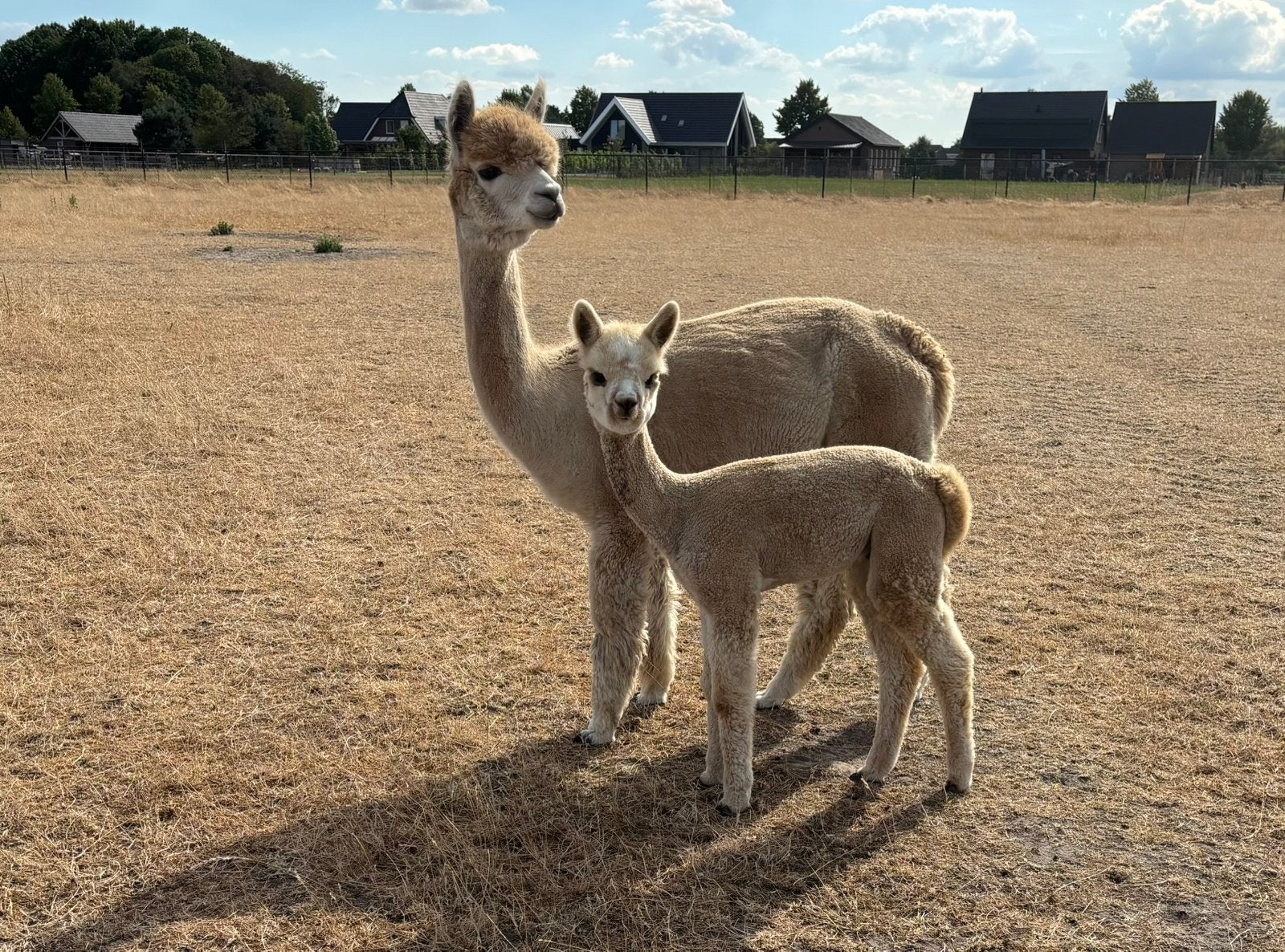 Stamboom alpaca merrie met hengst veulen, Juni, Meerdere dieren